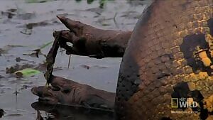 Anaconda swallowing a Capybara