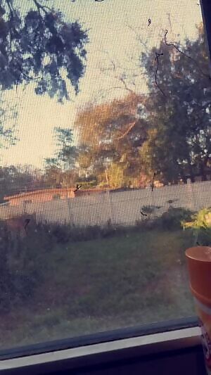 Was dares to rub my nipples and be naked in front of the window 💕👅 20