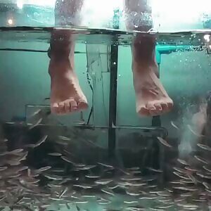 Found in /r/interestingasfuck - fish tickling