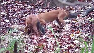 PSA: Why some animals eat asshole first