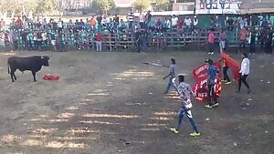 Bullfighter Gets Taste of Own Medicine