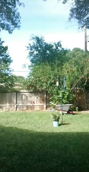 White panties and plug 🙄 f/36