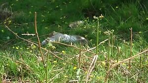 Stoat snapping a rabbit's neck