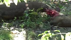 Komodo Dragon feeding on a live Buffalo calf