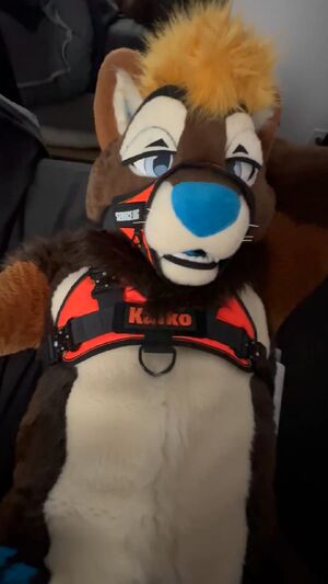 Fursuit Sex Furry Gay NSFW