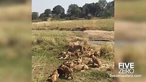 Hapless buffalo calf takes a shot to the head during botched rescue