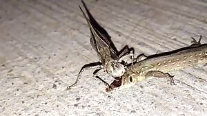 Katydid munching on a Lizard's face