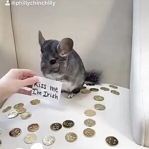 The irish hamster, so cute