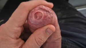 Gay Foreskin Play BWC Big Dick